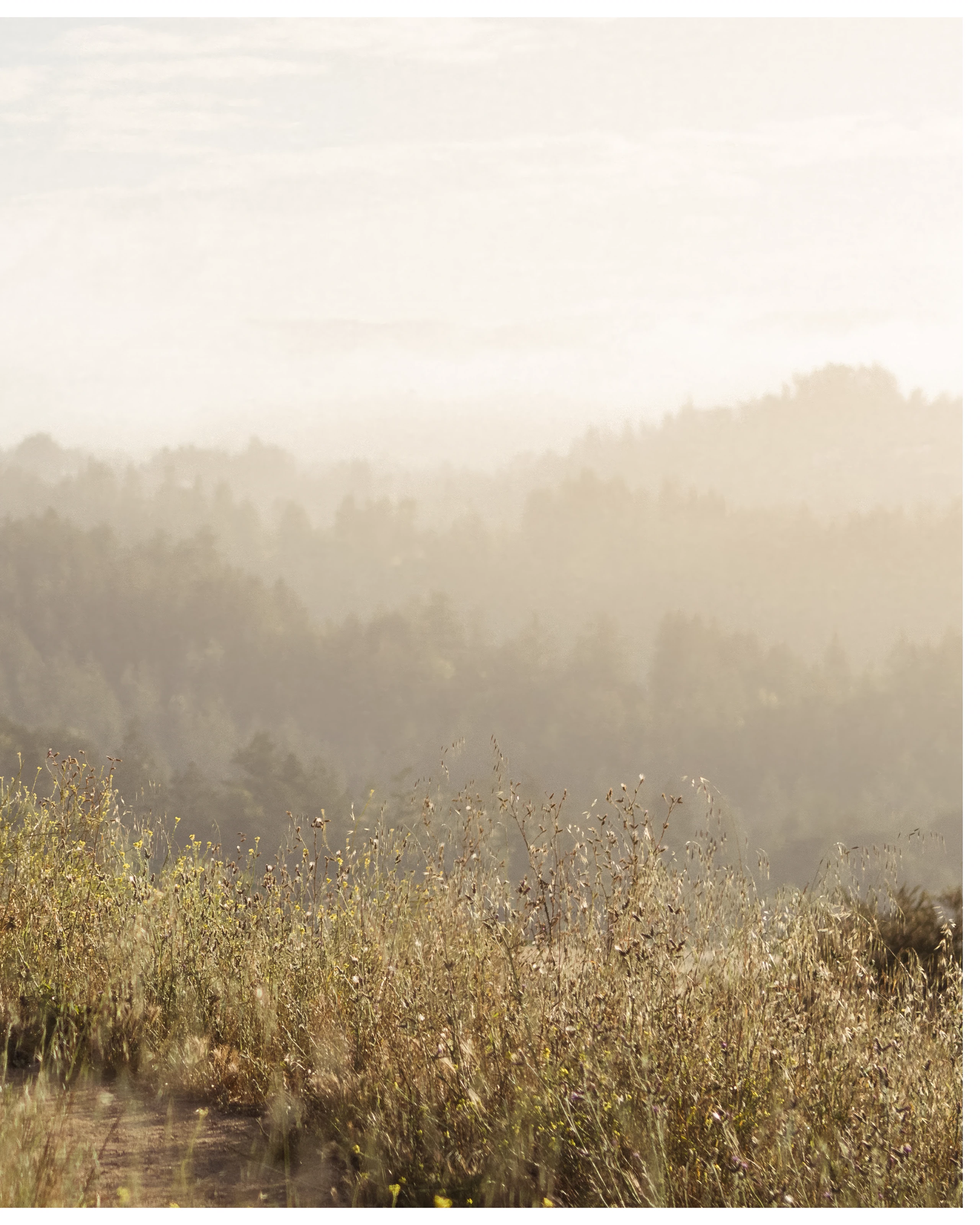 Sunlit grass and layers of wooded hills recede into pale haze.