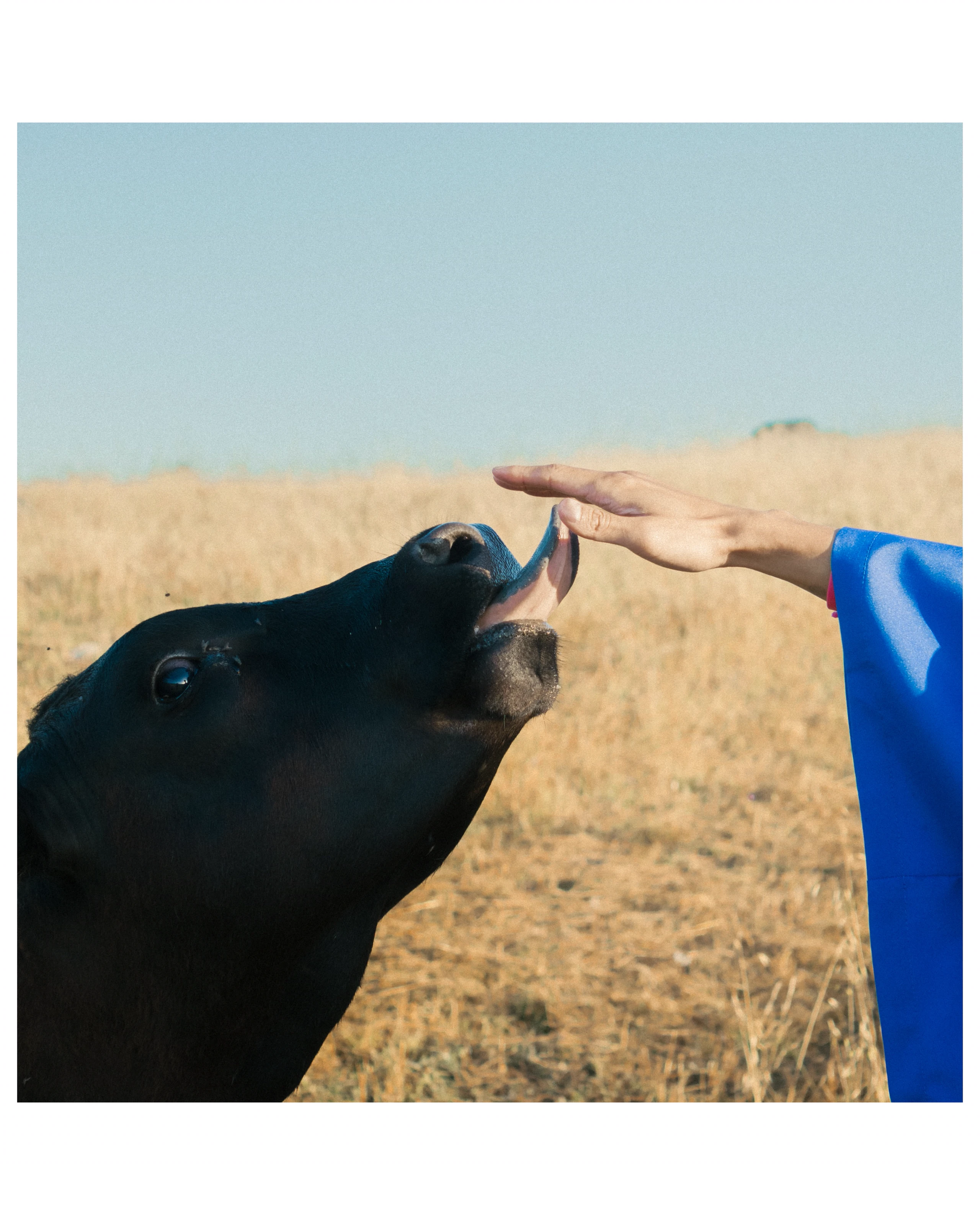A black cow reaches its nose toward the graduate's outstretched hand in a golden field.